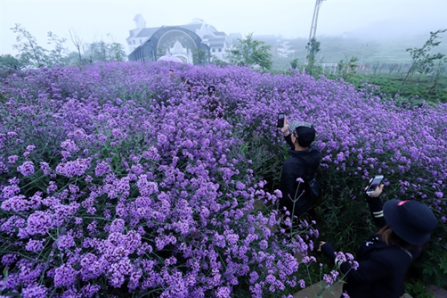 Violette Blumen leuchten auf dem Hügel in Sa Pa