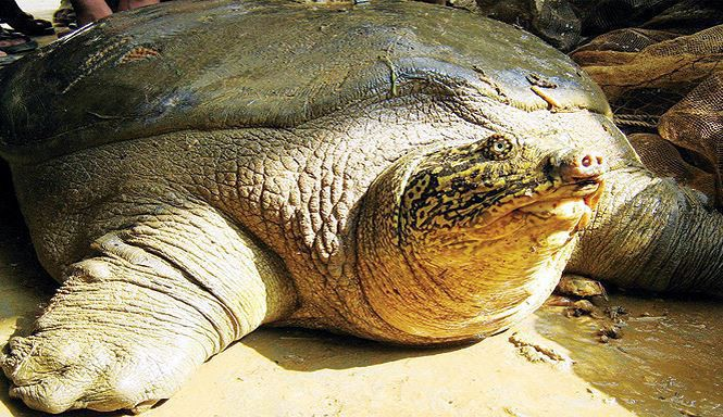 Das Geschlecht der Schildkröten im Hoan Kiem-See wird bestimmt
